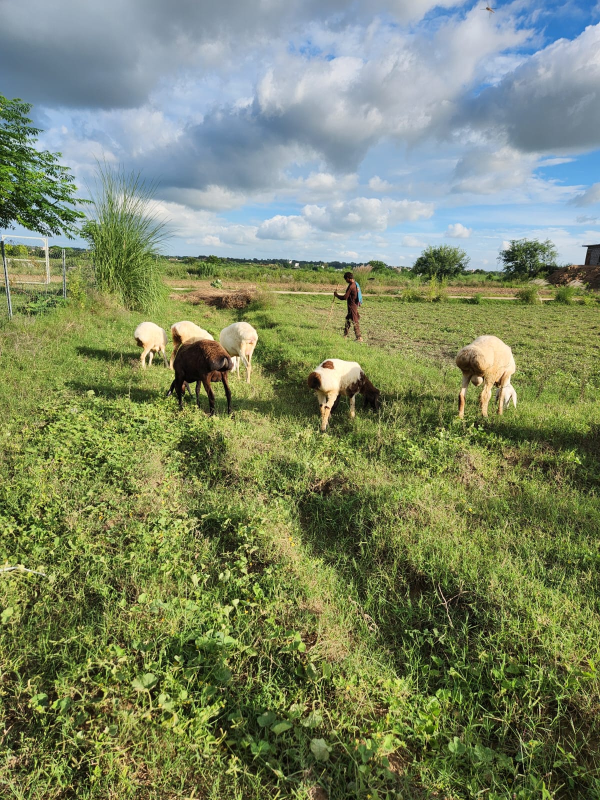 Goats and cattle on open farmland