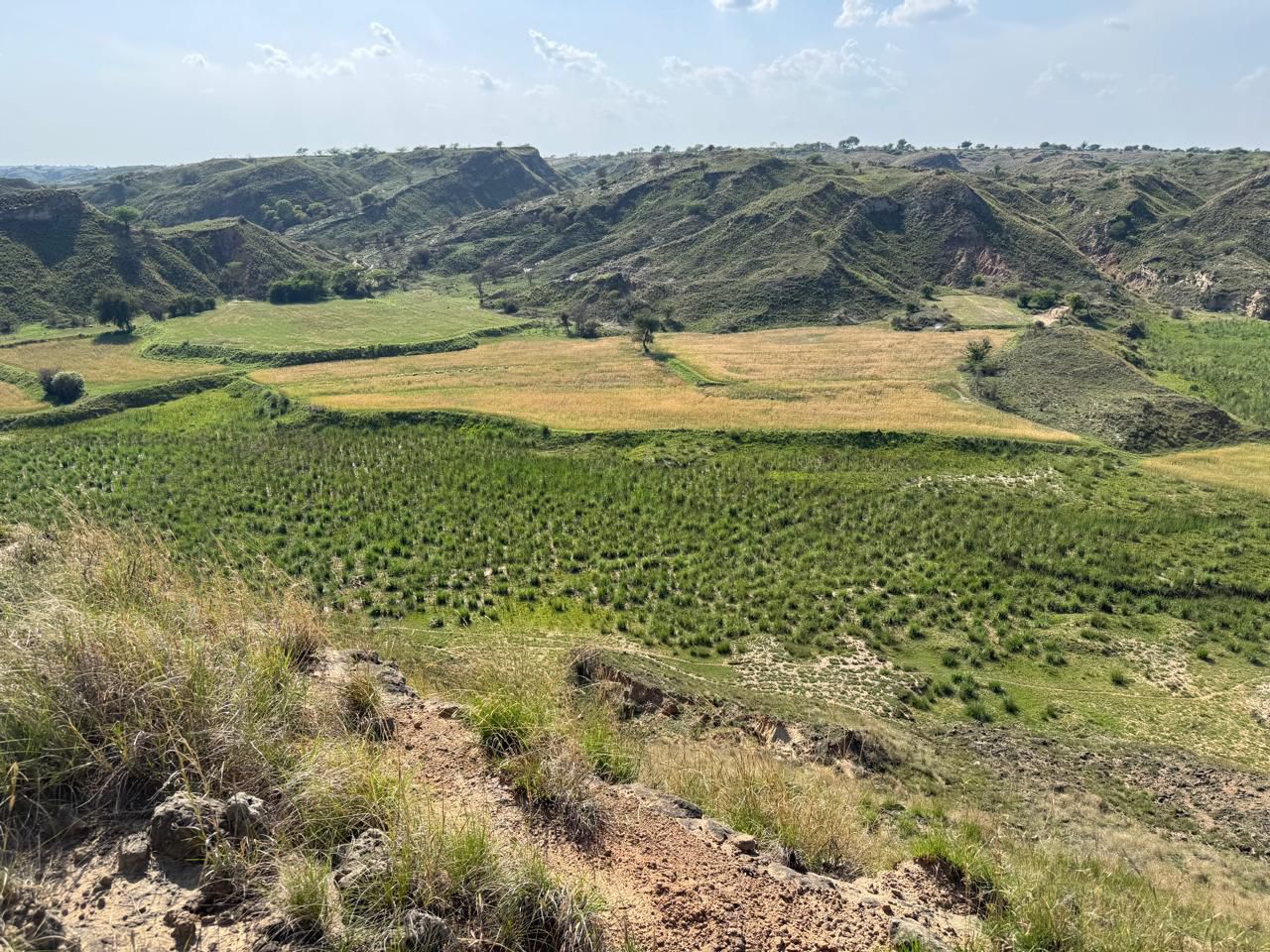 Mixed organic farm landscape