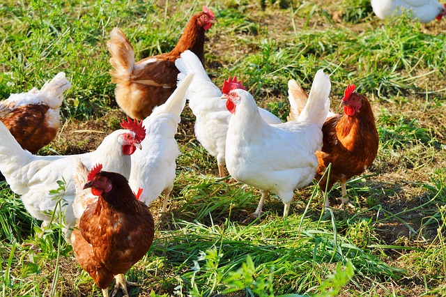 Free range desi hens on a farm